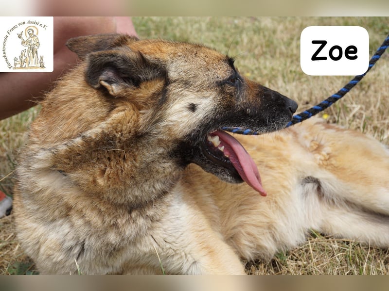 Zoe – Ein Wirbelwind? Nein. Ein Sonnenschein mit Schubkraft!