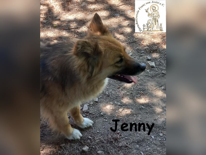Jenny - sanfter Kuschelwuschel sucht neues Zuhause