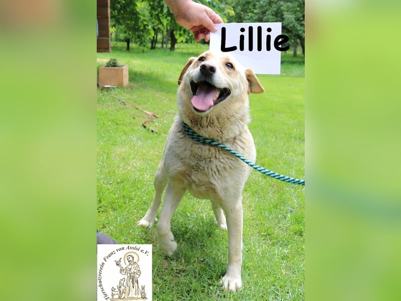 Lillie – verdient eine Familie die ihr eine zweite Chance gibt!