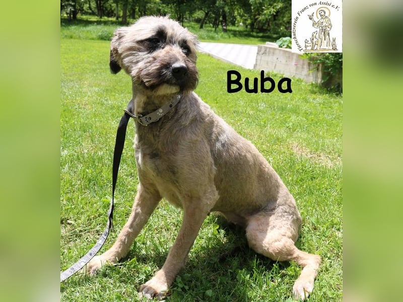 Buba, hübsche Fellnase möchte endlich ankommen