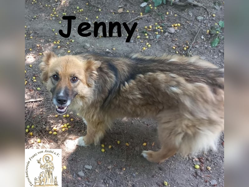 Jenny - sanfter Kuschelwuschel sucht neues Zuhause