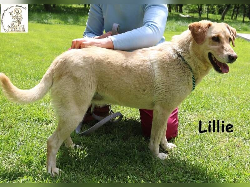 Lillie – verdient eine Familie die ihr eine zweite Chance gibt!