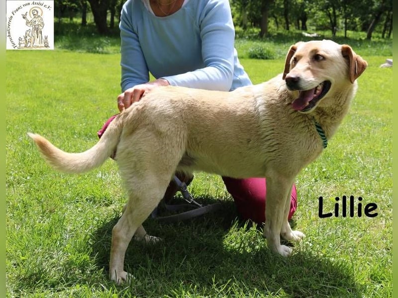 Lillie – verdient eine Familie die ihr eine zweite Chance gibt!