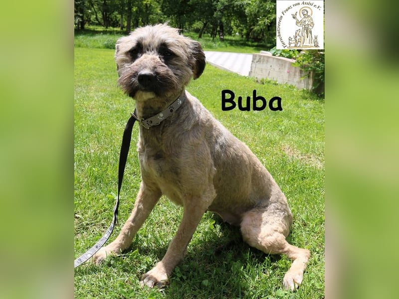 Buba, hübsche Fellnase möchte endlich ankommen