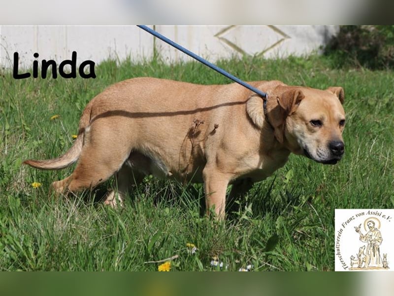 Linda - verschmust und fröhlich