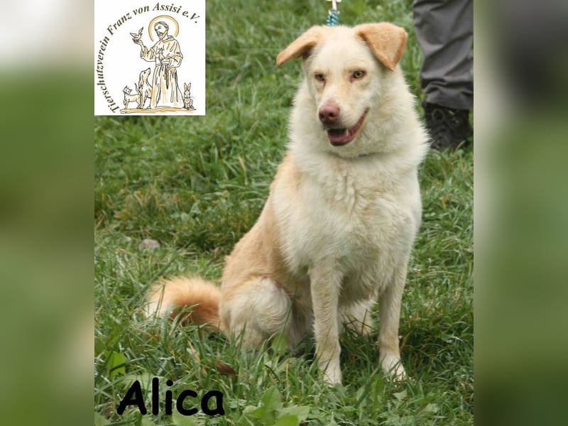 Alica – mit den außergewöhnlichen Augen