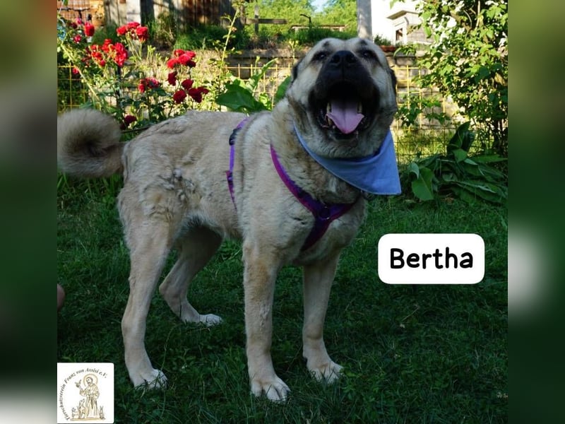Bertha – Unsere Bärin mit Herz sucht ihr Königreich!