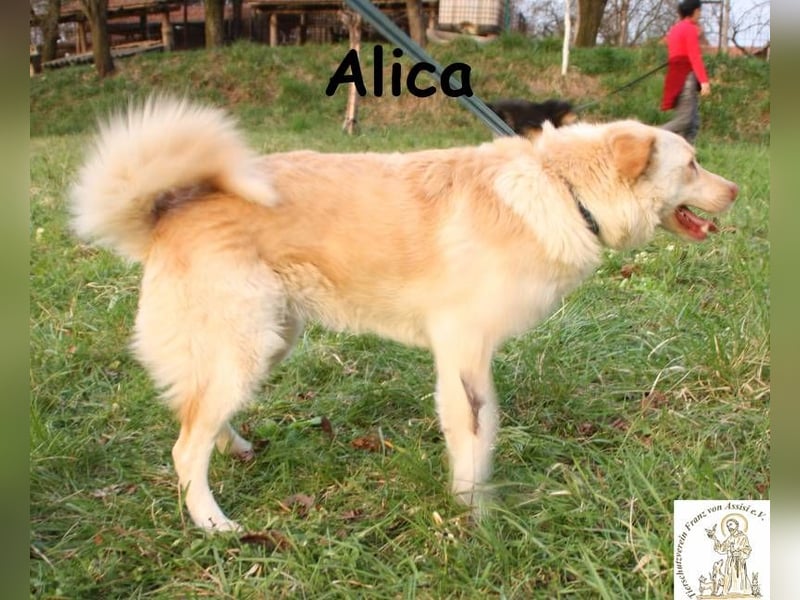 Alica – mit den außergewöhnlichen Augen
