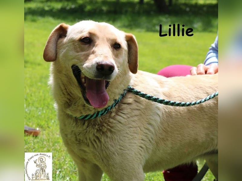 Lillie – verdient eine Familie die ihr eine zweite Chance gibt!