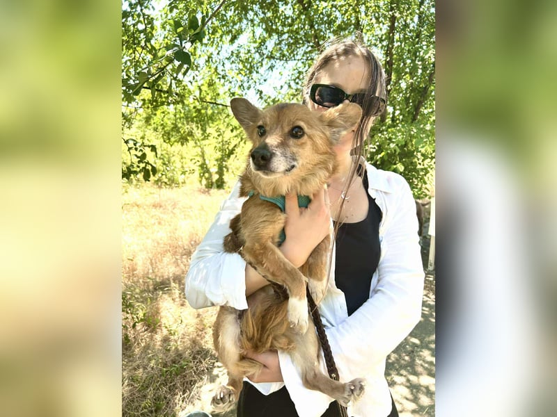 Seniorin Mona sucht ein Zuhause