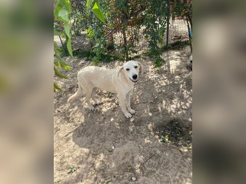 Nun ist Diamant schon so groß und immer noch ist sie im Tierheim