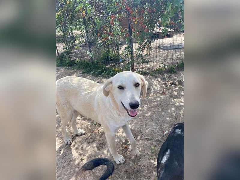 Nun ist Diamant schon so groß und immer noch ist sie im Tierheim