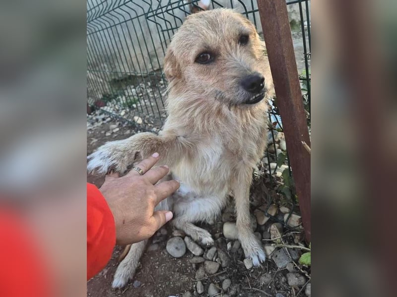 Missy - sanfte Schmusemaus sucht ihr Zuhause