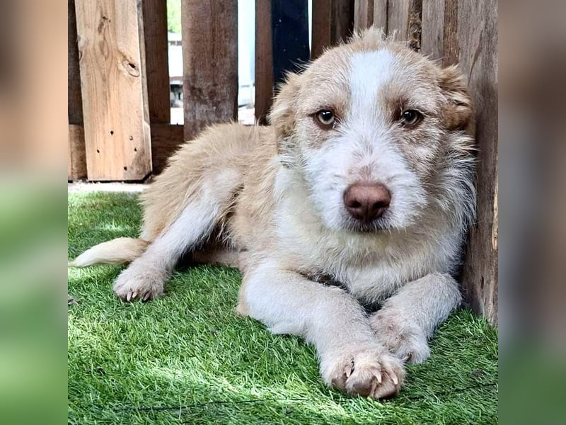 Welpenmädchen Winny ist verschmust und verspielt