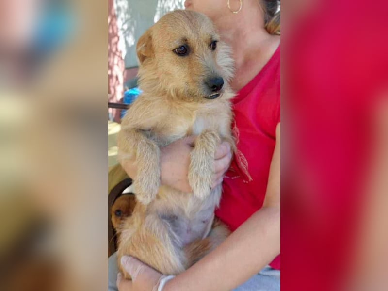 Missy - sanfte Schmusemaus sucht ihr Zuhause