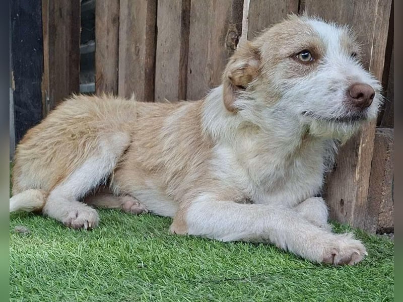 Welpenmädchen Winny ist verschmust und verspielt