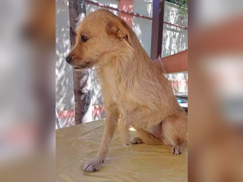 Missy - sanfte Schmusemaus sucht ihr Zuhause