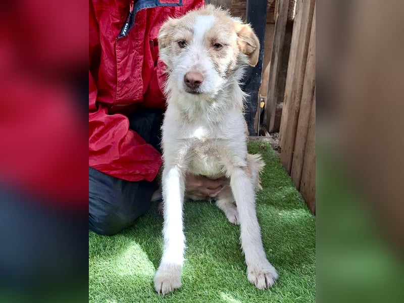 Welpenmädchen Winny ist verschmust und verspielt