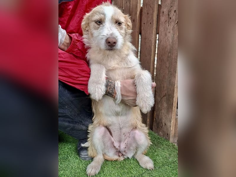 Welpenmädchen Winny ist verschmust und verspielt