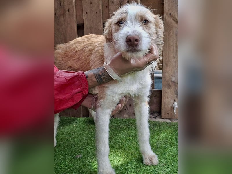 Welpenmädchen Winny ist verschmust und verspielt
