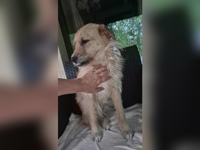 Missy - sanfte Schmusemaus sucht ihr Zuhause