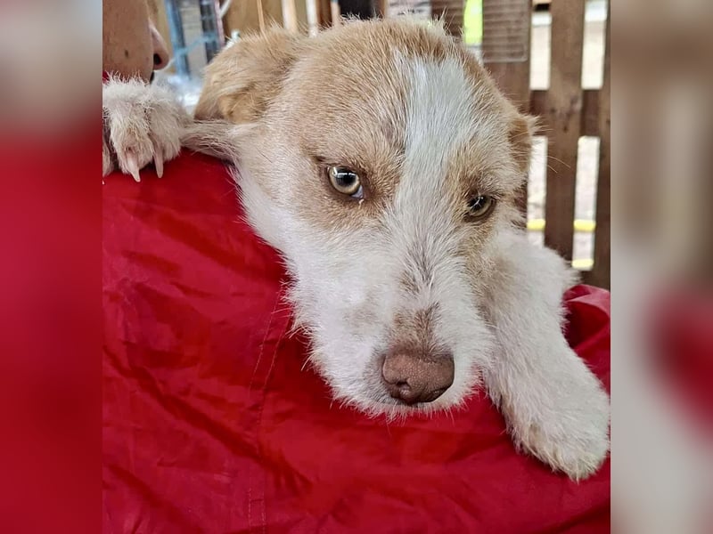 Welpenmädchen Winny ist verschmust und verspielt