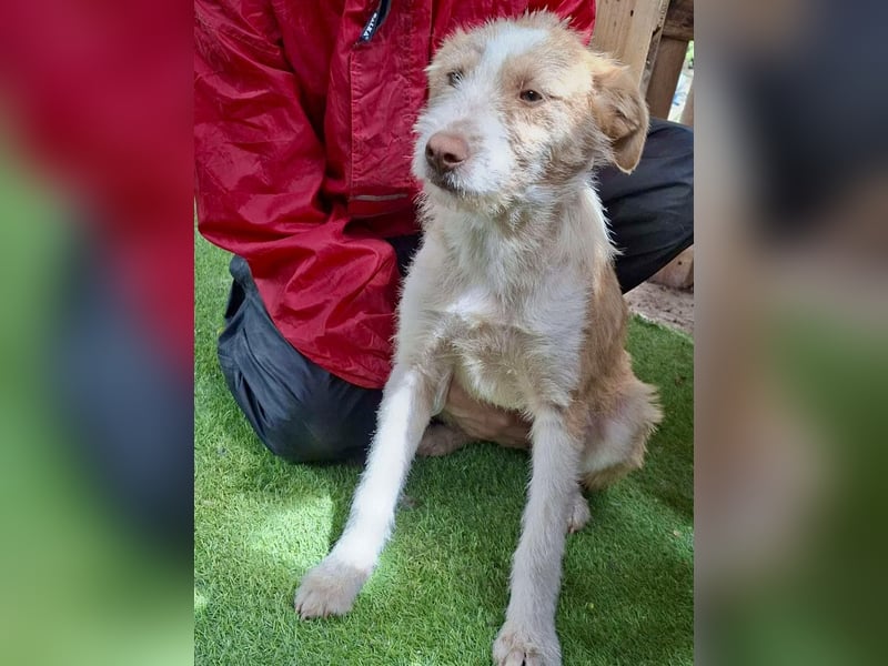 Welpenmädchen Winny ist verschmust und verspielt