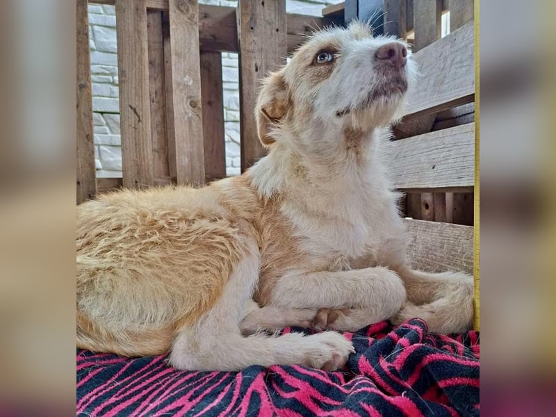 Welpenmädchen Winny ist verschmust und verspielt