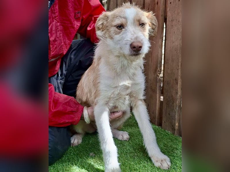 Welpenmädchen Winny ist verschmust und verspielt