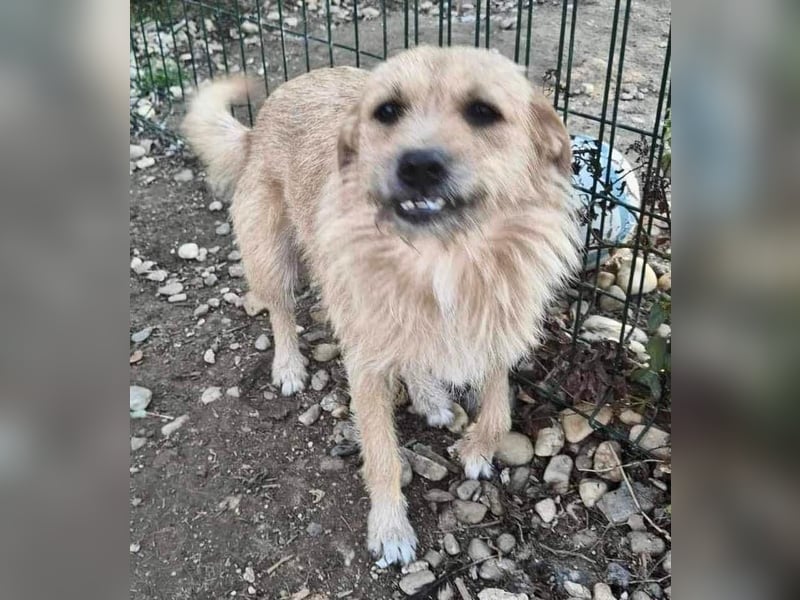 Missy - sanfte Schmusemaus sucht ihr Zuhause