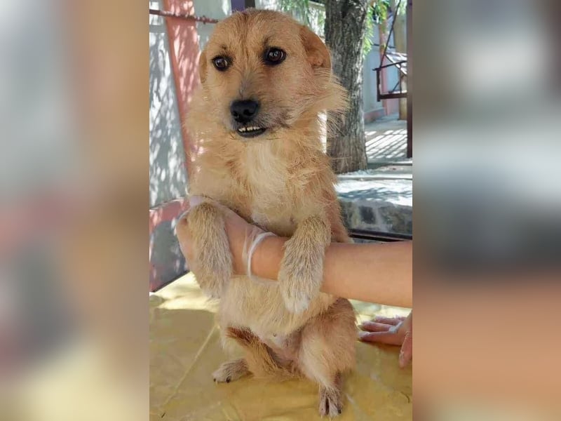 Missy - sanfte Schmusemaus sucht ihr Zuhause