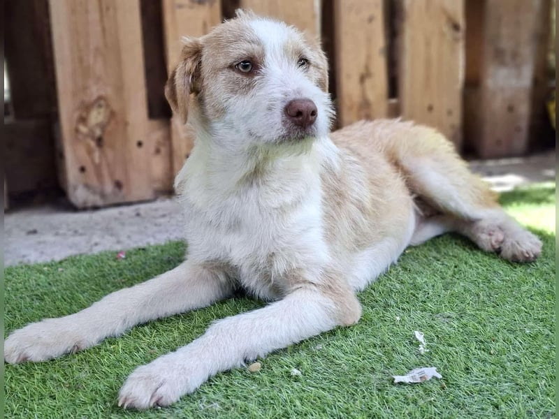 Welpenmädchen Winny ist verschmust und verspielt