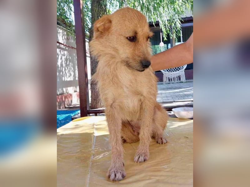 Missy - sanfte Schmusemaus sucht ihr Zuhause