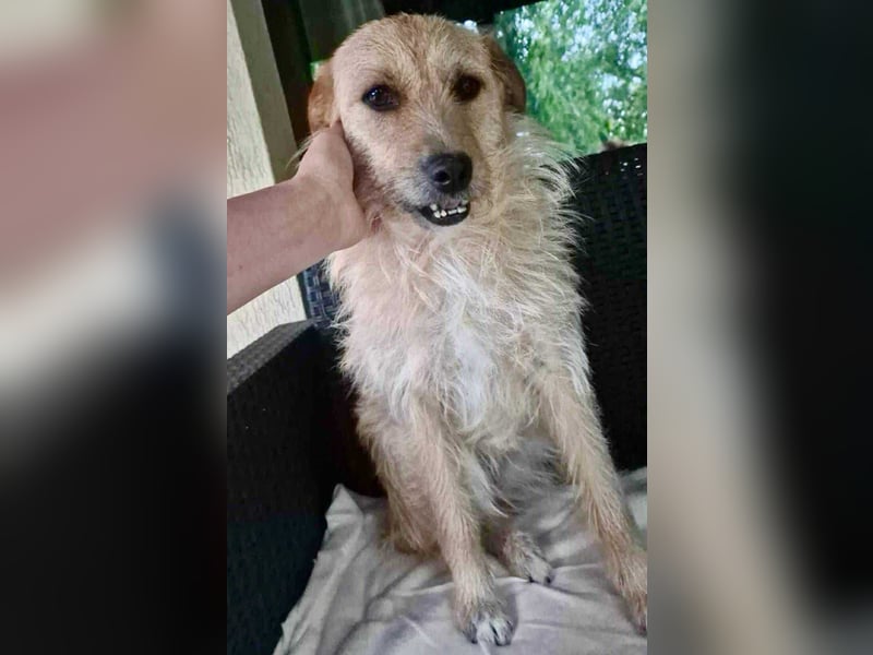 Missy - sanfte Schmusemaus sucht ihr Zuhause