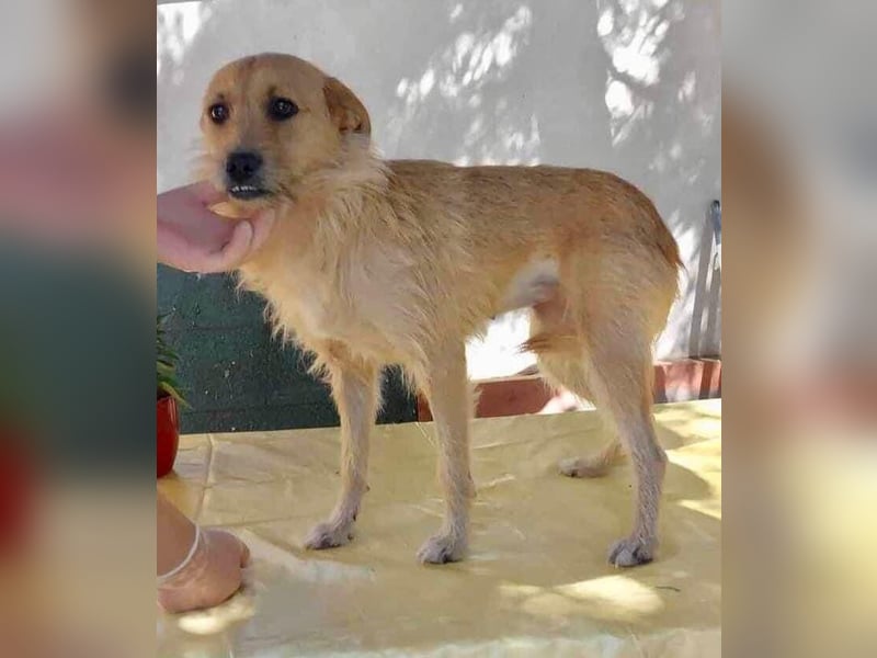 Missy - sanfte Schmusemaus sucht ihr Zuhause
