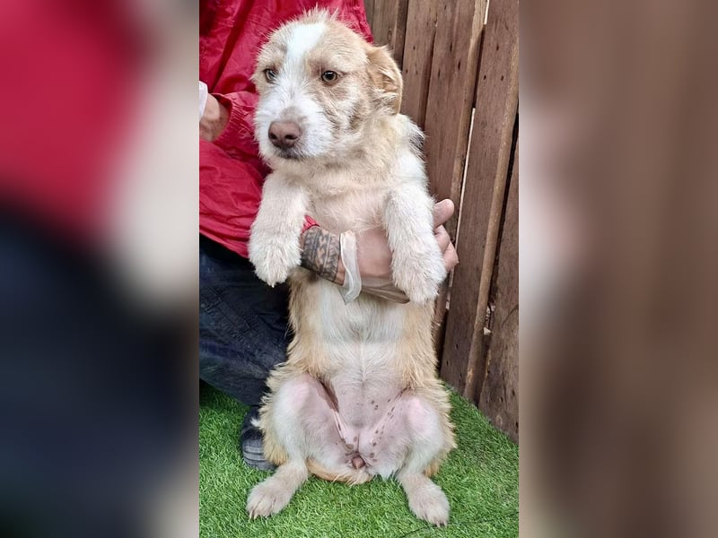 Welpenmädchen Winny ist verschmust und verspielt