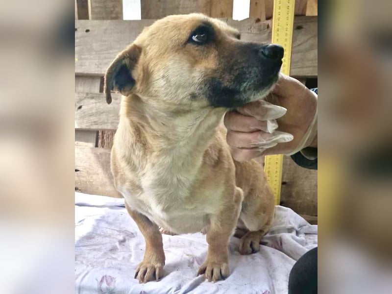 Liebe und verschmuste kleine 7kg-Hündin Lilo