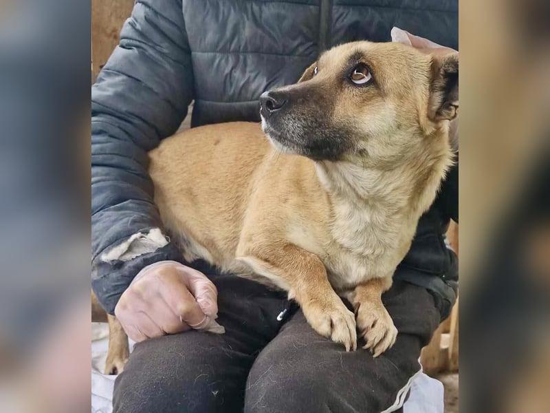Liebe und verschmuste kleine 7kg-Hündin Lilo