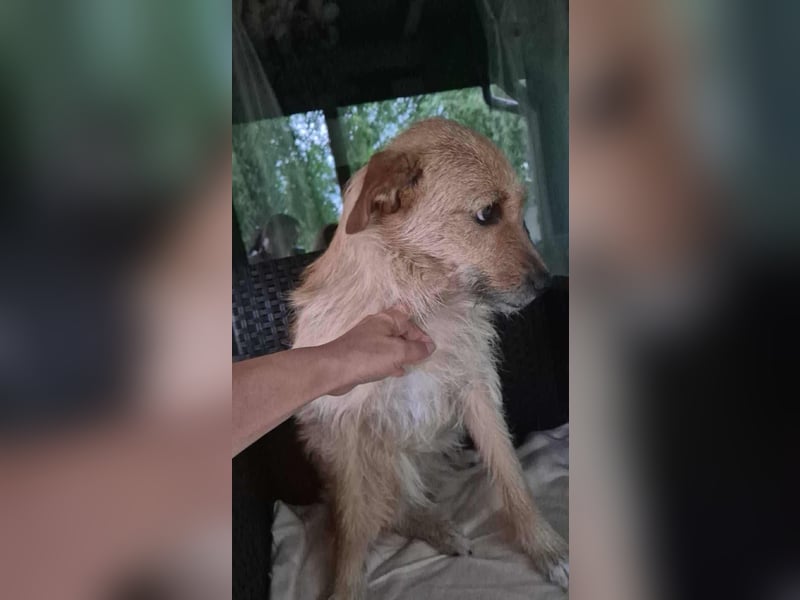 Missy - sanfte Schmusemaus sucht ihr Zuhause