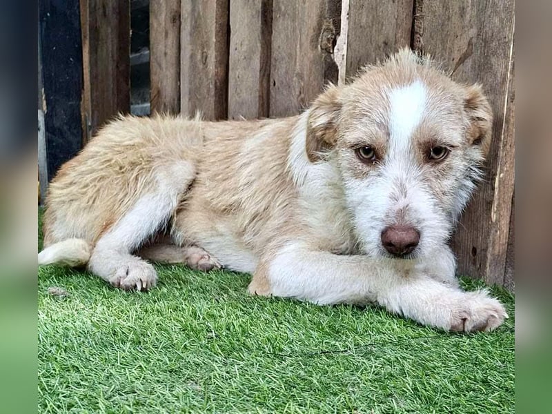 Welpenmädchen Winny ist verschmust und verspielt
