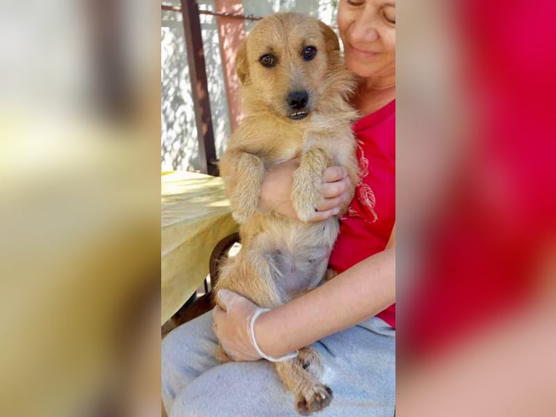 Missy - sanfte Schmusemaus sucht ihr Zuhause