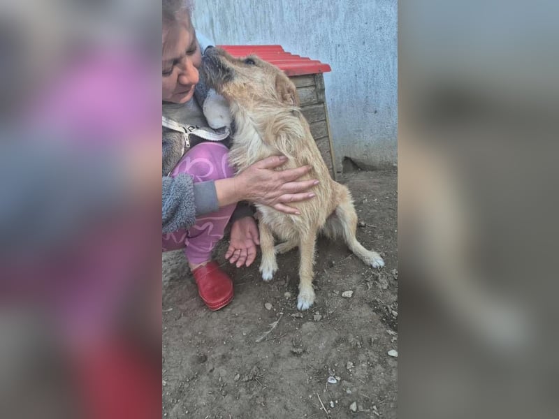 Missy - sanfte Schmusemaus sucht ihr Zuhause