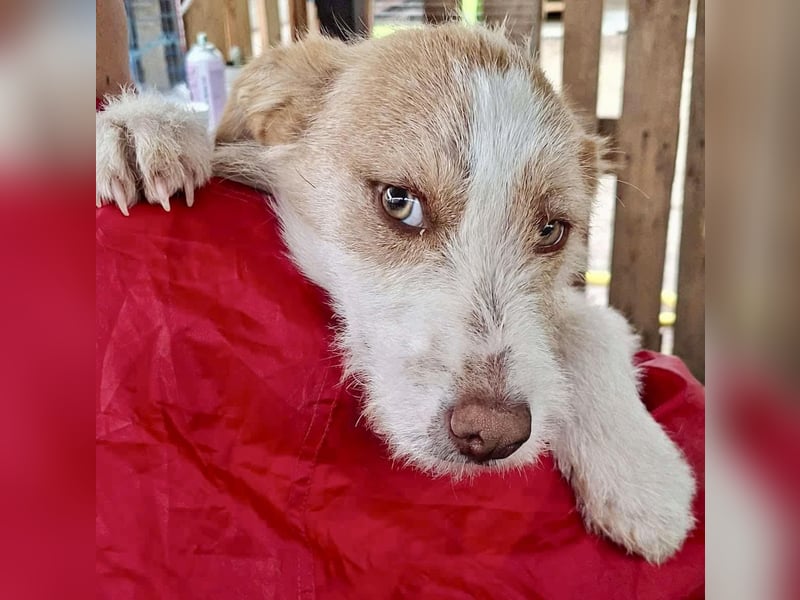 Welpenmädchen Winny ist verschmust und verspielt