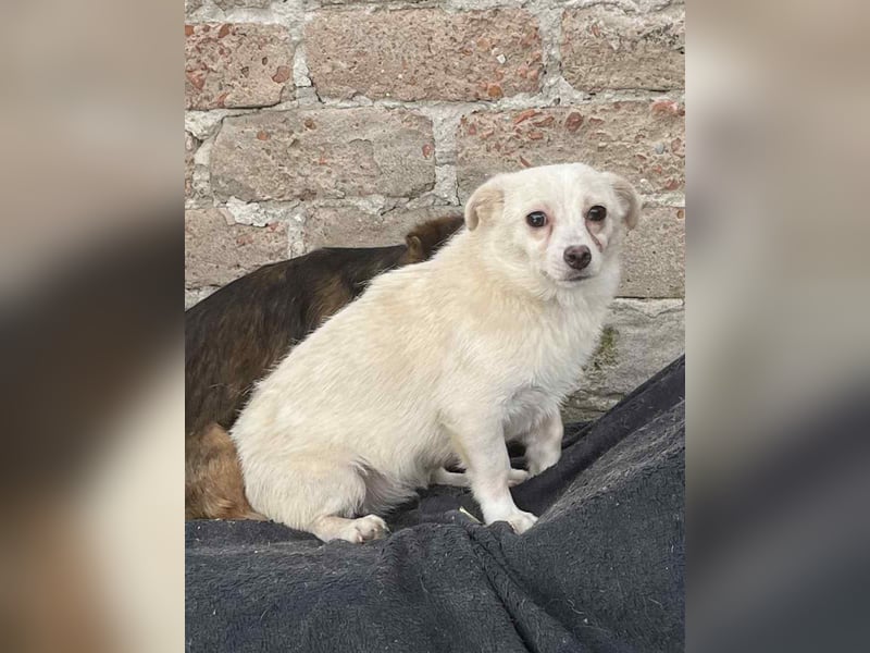 ⭐️PÜPPI⭐️, Hündin, 1,5 Jahre, 26 cm, Mischling, Tierschutz