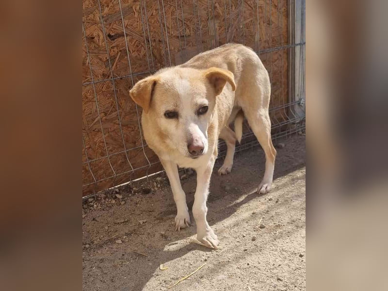 ⭐️AIDA⭐️, Hündin, 9 Jahre, 36 cm, Mischling, Tierschutz