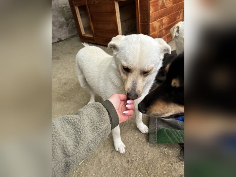 TASTE, Hündin, 1 Jahr, 37 cm, Mischling, Tierschutz