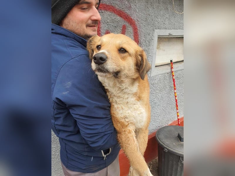 Retriever-Mix-Hündin auf der Suche nach einem Zuhause voller Liebe