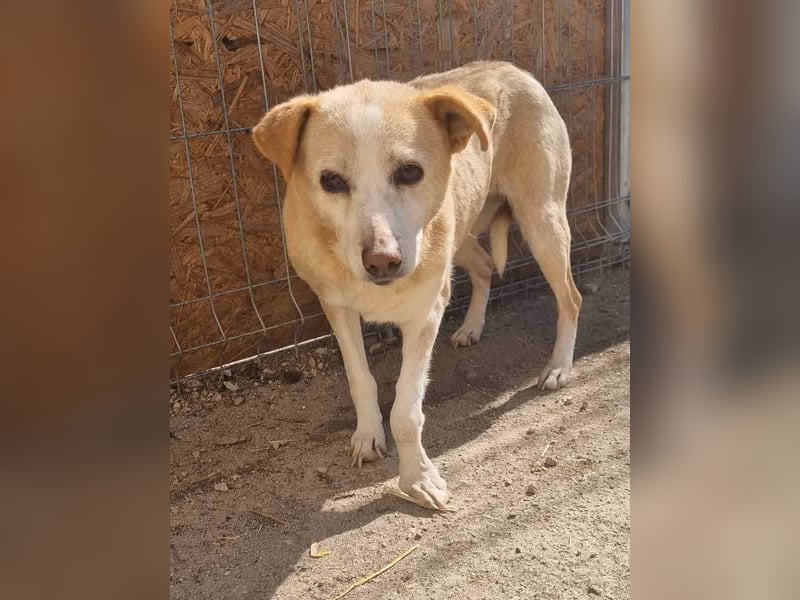 AIDA, Hündin, 8 Jahre, 36 cm, Mischling, Tierschutz, NOTFELL