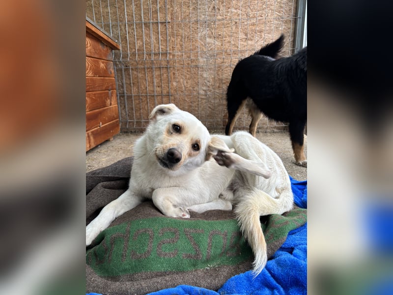 TASTE, Hündin, 1 Jahr, 37 cm, Mischling, Tierschutz