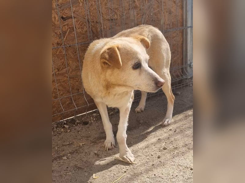 AIDA, Hündin, 8 Jahre, 36 cm, Mischling, Tierschutz, NOTFELL